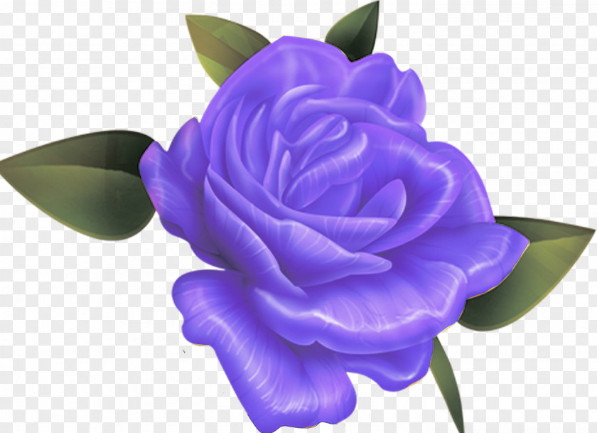 Gazania Beach Rose Rosaceae Flower Violet Blue PNG