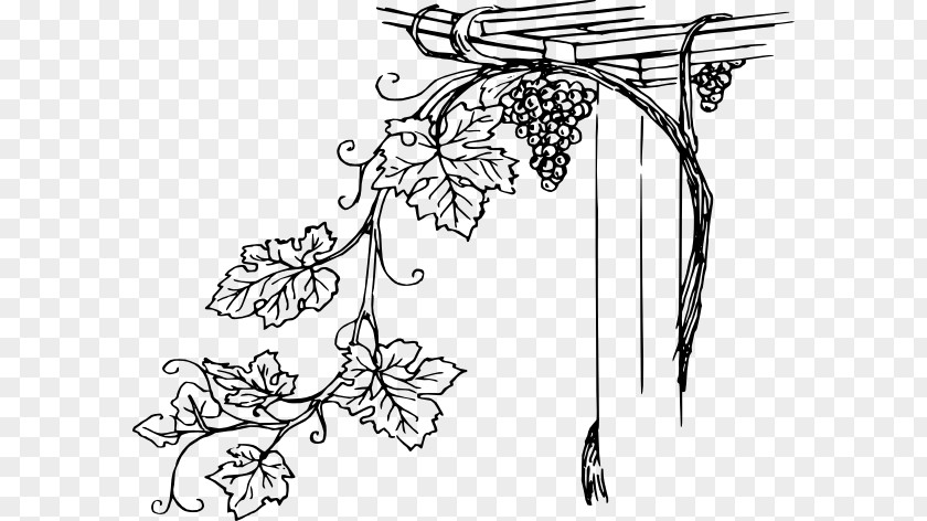 Grapevine Stencil Common Grape Vine Wine Concord Clip Art PNG
