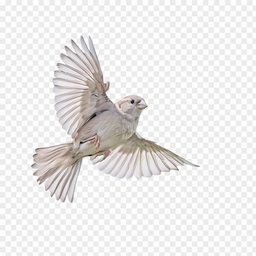 Pigeons And Doves Perching Bird Feather PNG