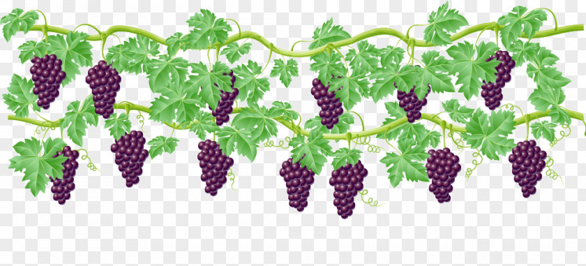 Vector Painted Grapes Common Grape Vine Wine Clip Art PNG