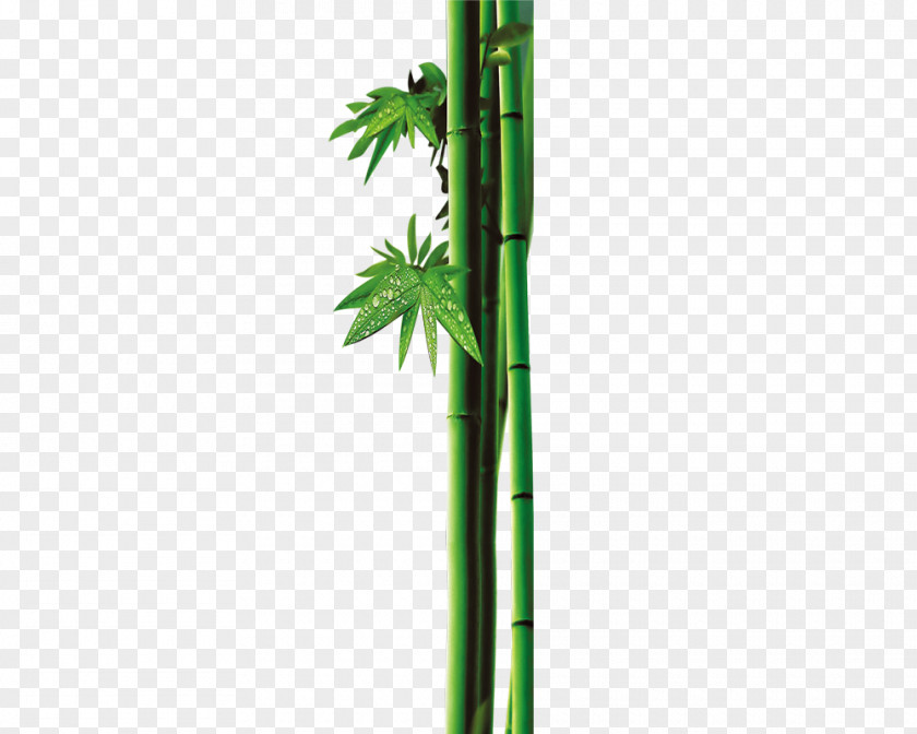 Bamboo Dew Leaf Bamboe Green PNG