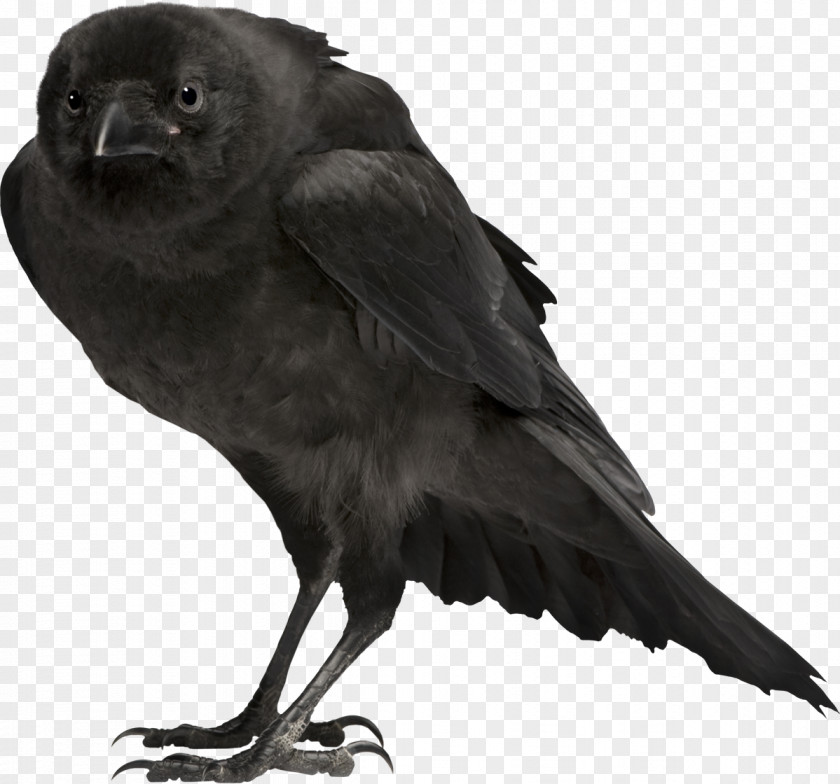 Crow Bird Carrion Common Raven PNG