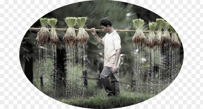 Jasmine Rice Stock Photography Farmer Agriculture Agribusiness Royalty-free PNG