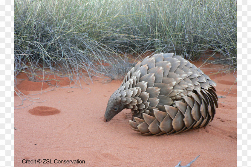 Scale Ground Pangolin Mammal Chinese Species PNG