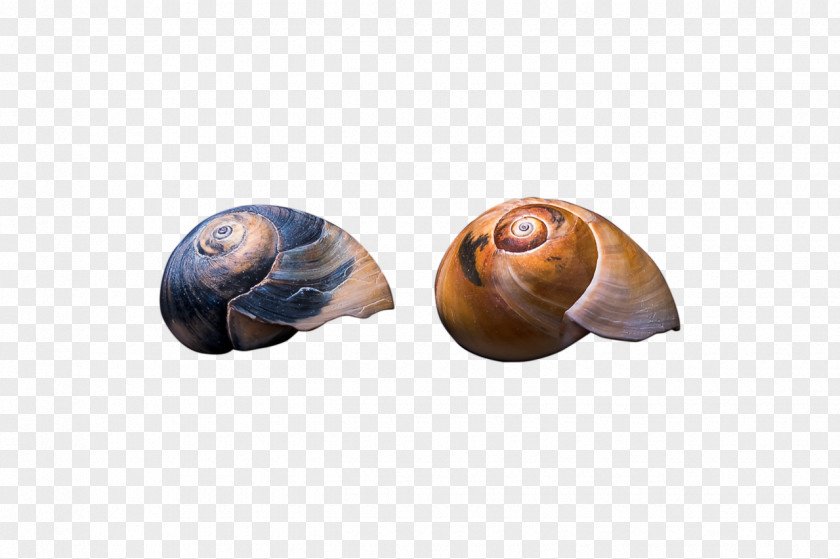 Snails Sea Snail Gastropods Seashell Slug PNG