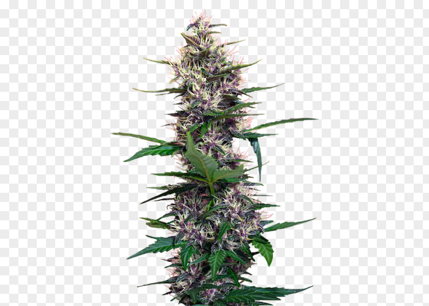 Snoop Dogg Cannabis Hemp Seed Cultivar Perception PNG
