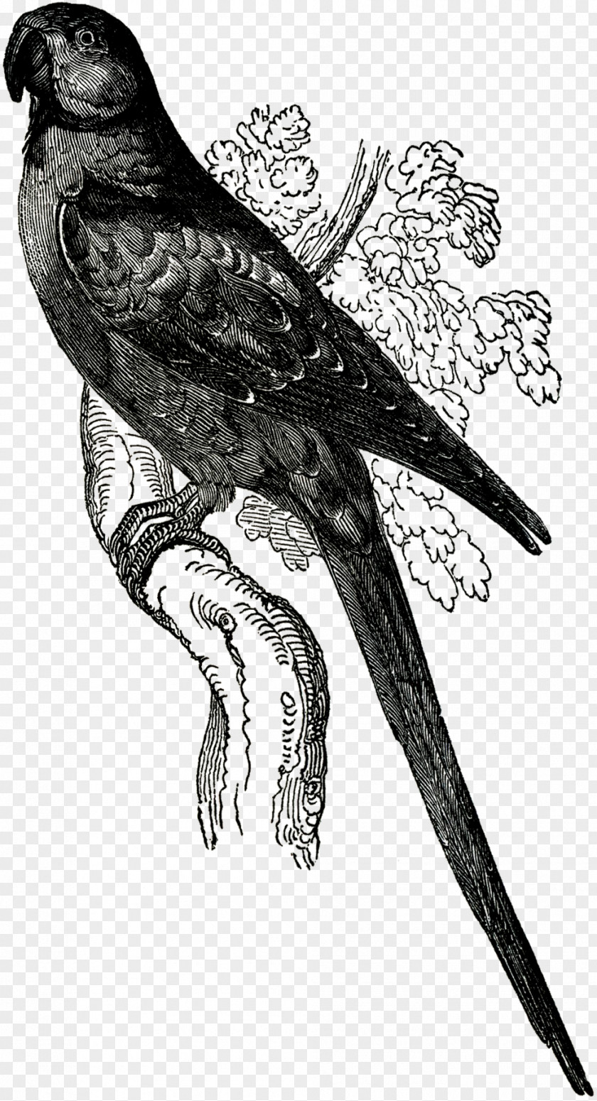 Tropical Birds Parrot Beak Finches Hawk Owl PNG