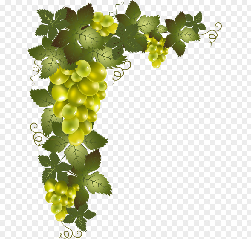 Garde Feuille Clip Art Vine Image Drawing PNG