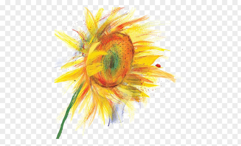 Hand Painted Sunflower Common Watercolor Painting Illustration PNG