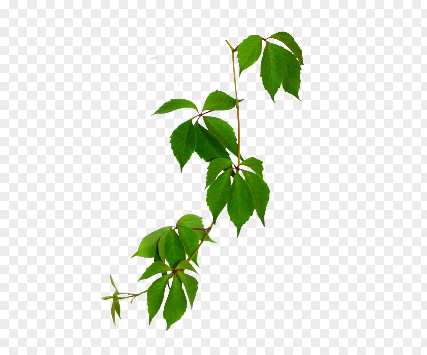 Leaf Branch Green Clip Art PNG