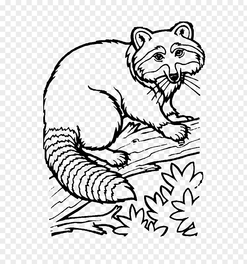 Raccoon Drawing Coloring Book Ausmalbild PNG
