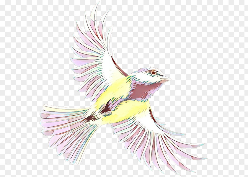 Beak Finches Fauna Illustration Feather PNG