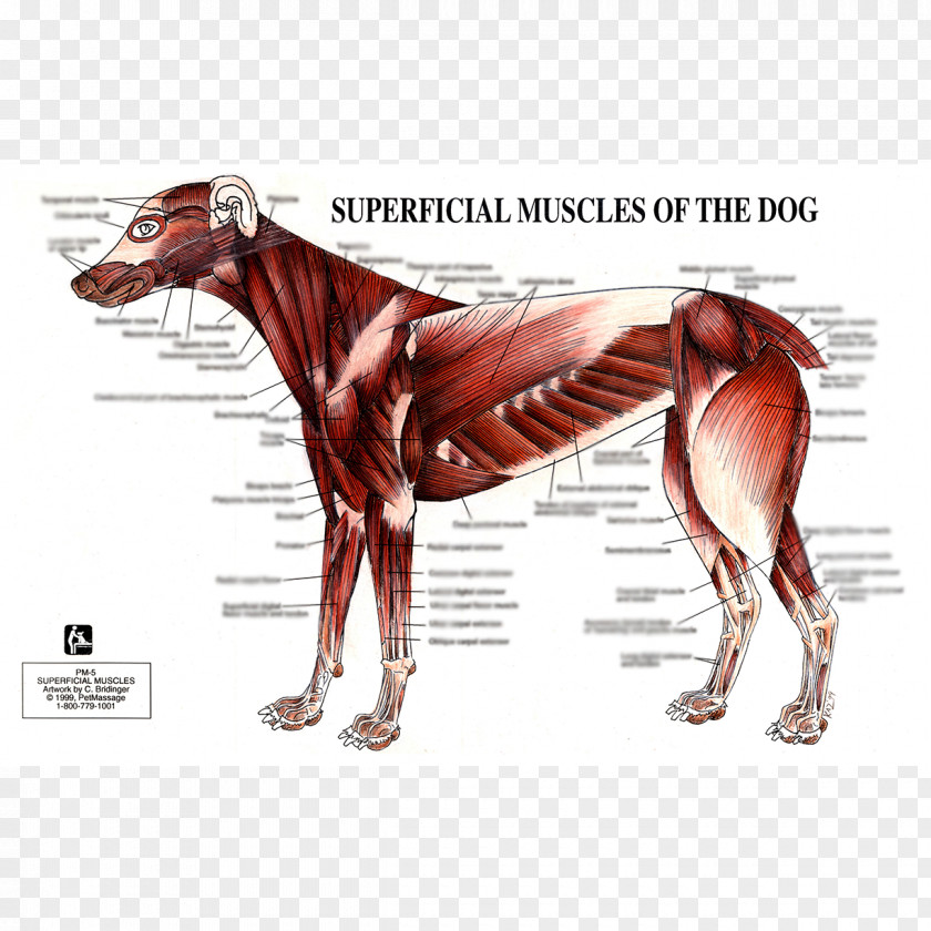 Dog Anatomy Muscle Human Body PNG
