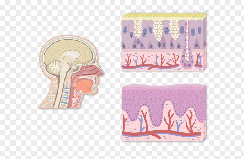 Goblet Cell Carcinoid Pharynx Adenoid Epithelium Tonsil Histology PNG