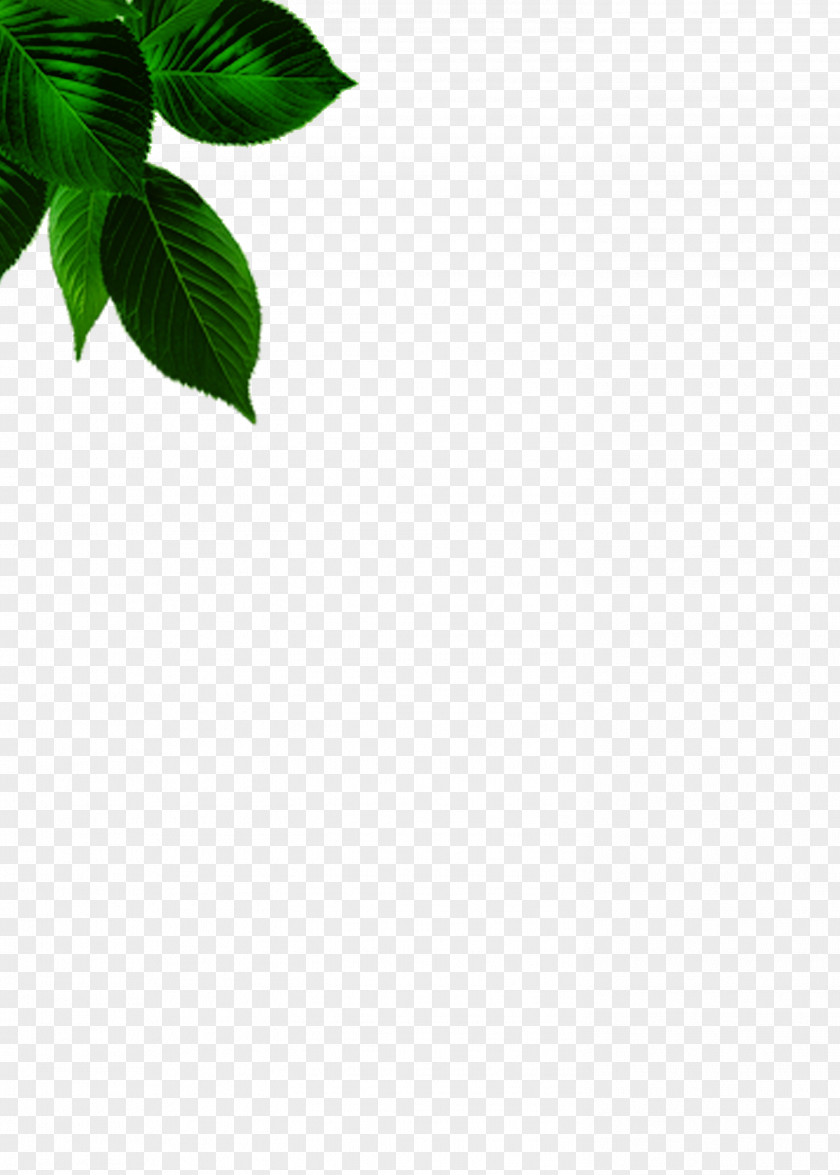 Leaves Green Leaf Angle Pattern PNG