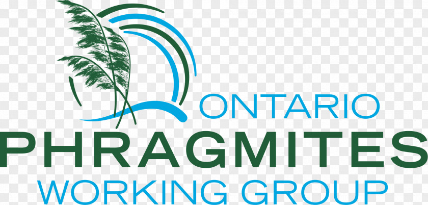 Phragmites Ontario Progeen Sh.p.k. Architectural Engineering Wine Industry PNG