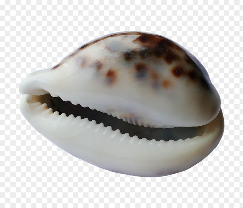 Seashell Cockle Spiaggia Del Conte Conchology PNG