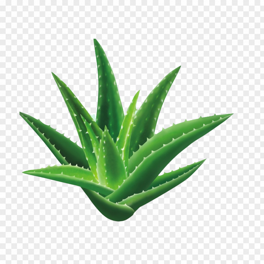 Aloe Vera Seed Houseplant Gel PNG