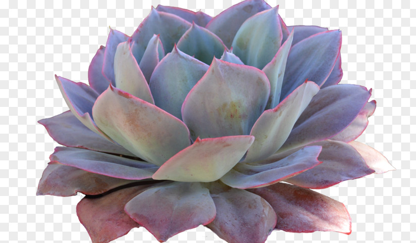 Bush Texture Alpha Succulent Plant Clip Art Cactus Echeveria Elegans PNG