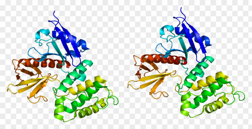 Ezrin ERM Protein Family Moesin Villin PNG