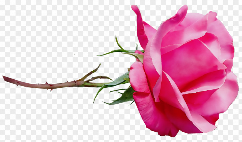 Garden Roses PNG