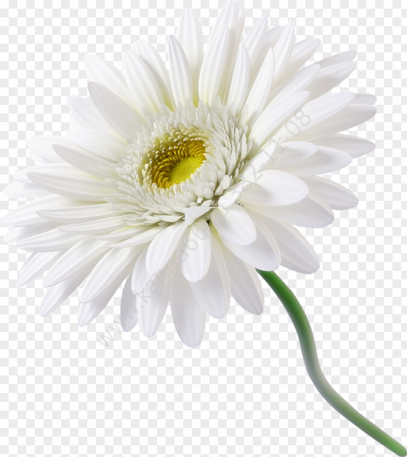 Gazania Flower Transvaal Daisy White Common PNG
