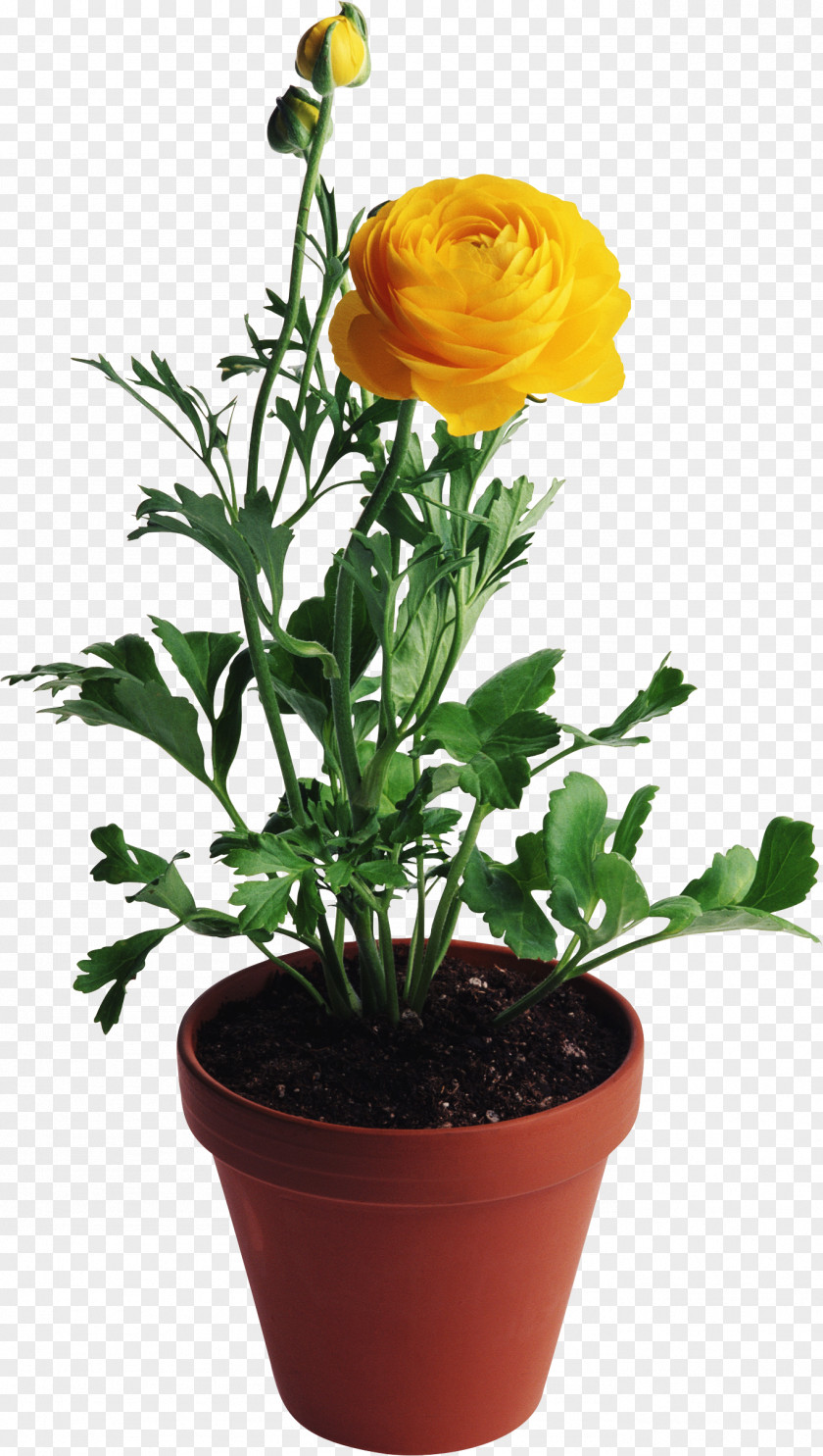 Potted Plant Flower Vase Rose Yellow PNG
