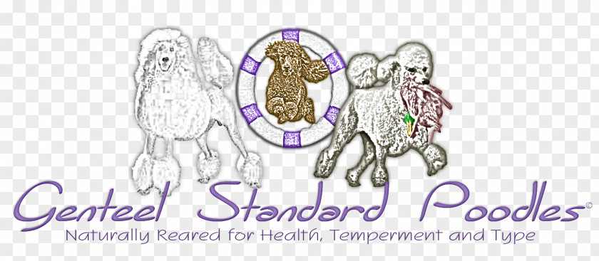 Standard Poodle Puppy Water Dog Culture PNG