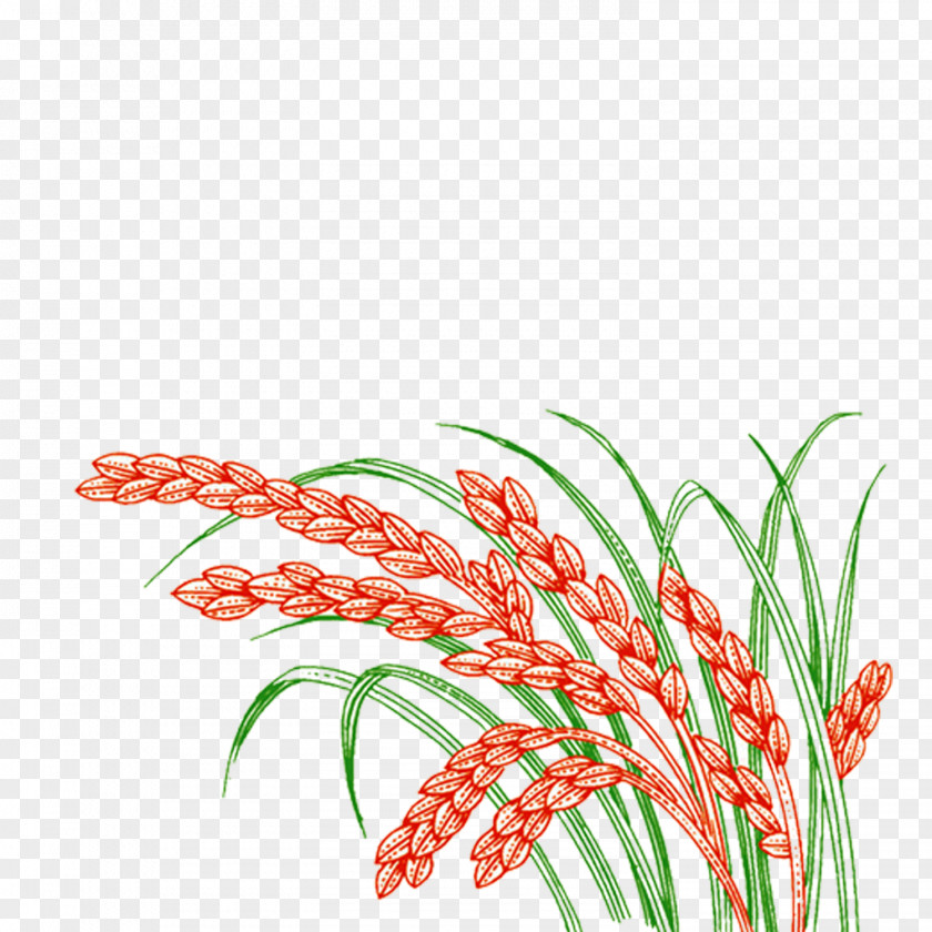 Wheat Paddy Field Oryza Sativa Rice PNG