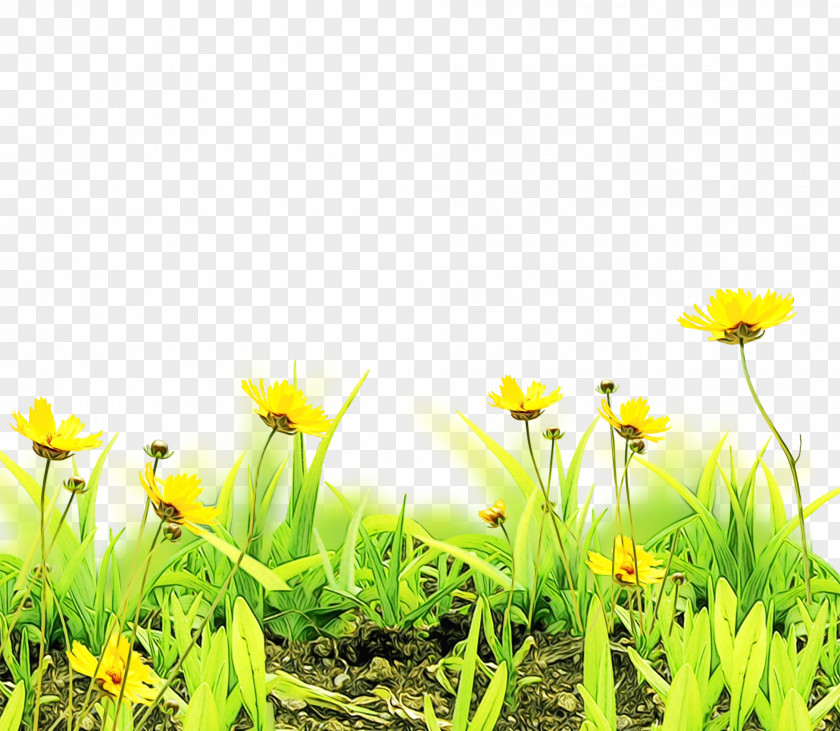 Amaryllis Family Plant Stem Floral Flower Background PNG