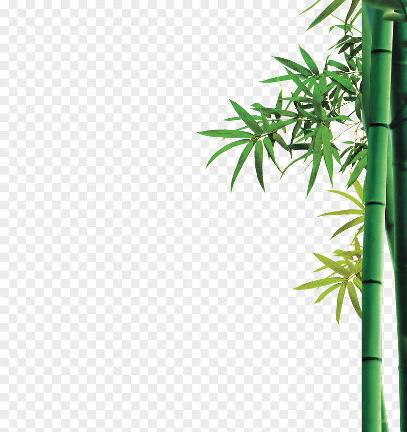 Bamboo U7af9u7c73 Icon PNG