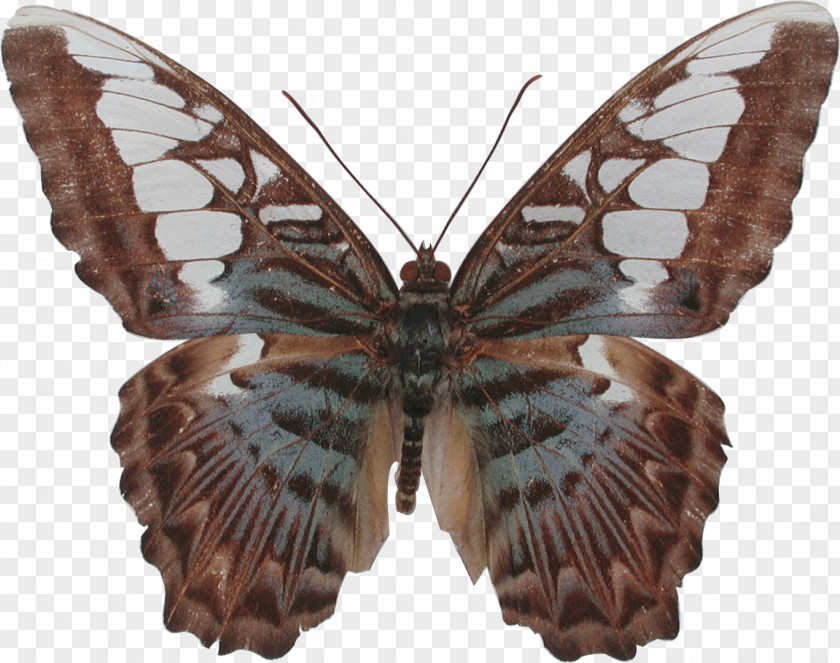 Butterfly Nymphalidae Moth Parthenos Sylvia Insect PNG