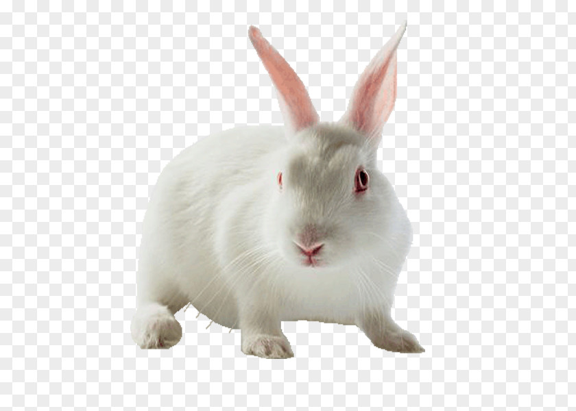 Free Rabbit Pull Material Holland Lop Leporids Horse Pet PNG