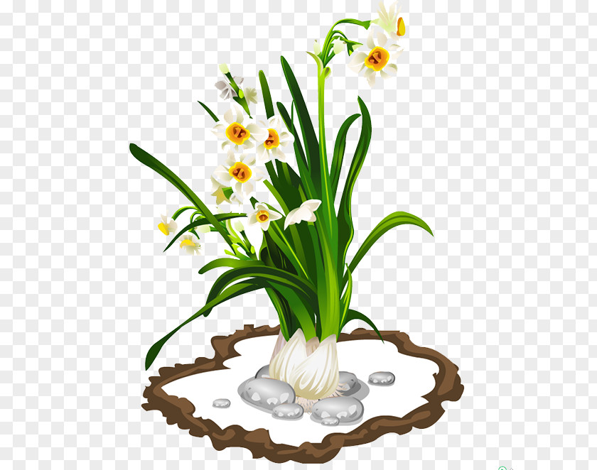 Garlic Narcissus Tazetta PNG