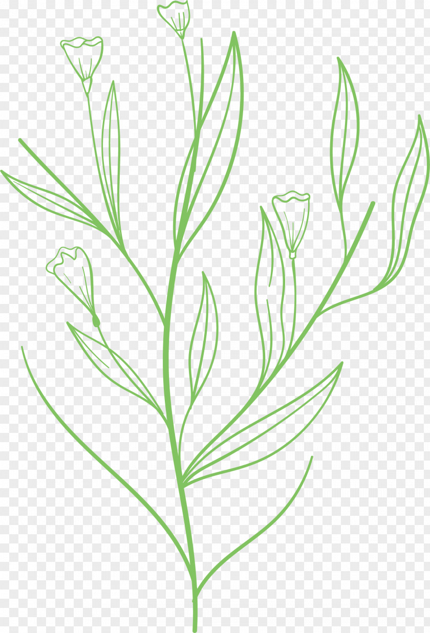 Simple Leaf Drawing Outline PNG