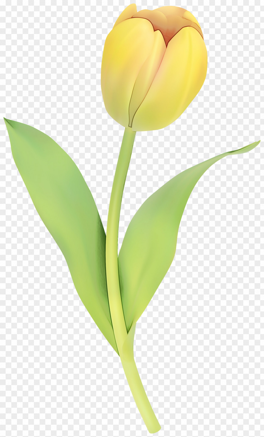 Tulip Still Life Photography Cut Flowers Plant Stem PNG