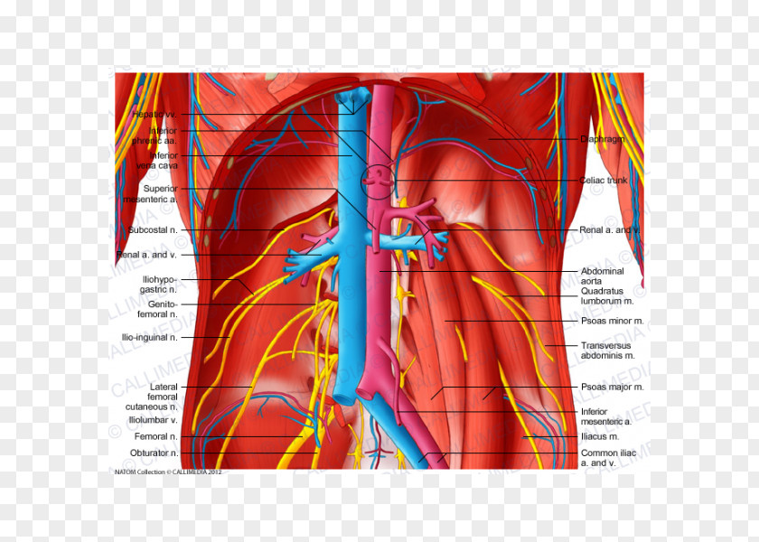 Blood Vessel Subcostalis Muscle Abdomen Artery PNG
