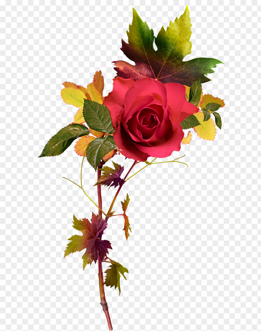 Bright Floral Decoration Pattern Rose Clip Art PNG