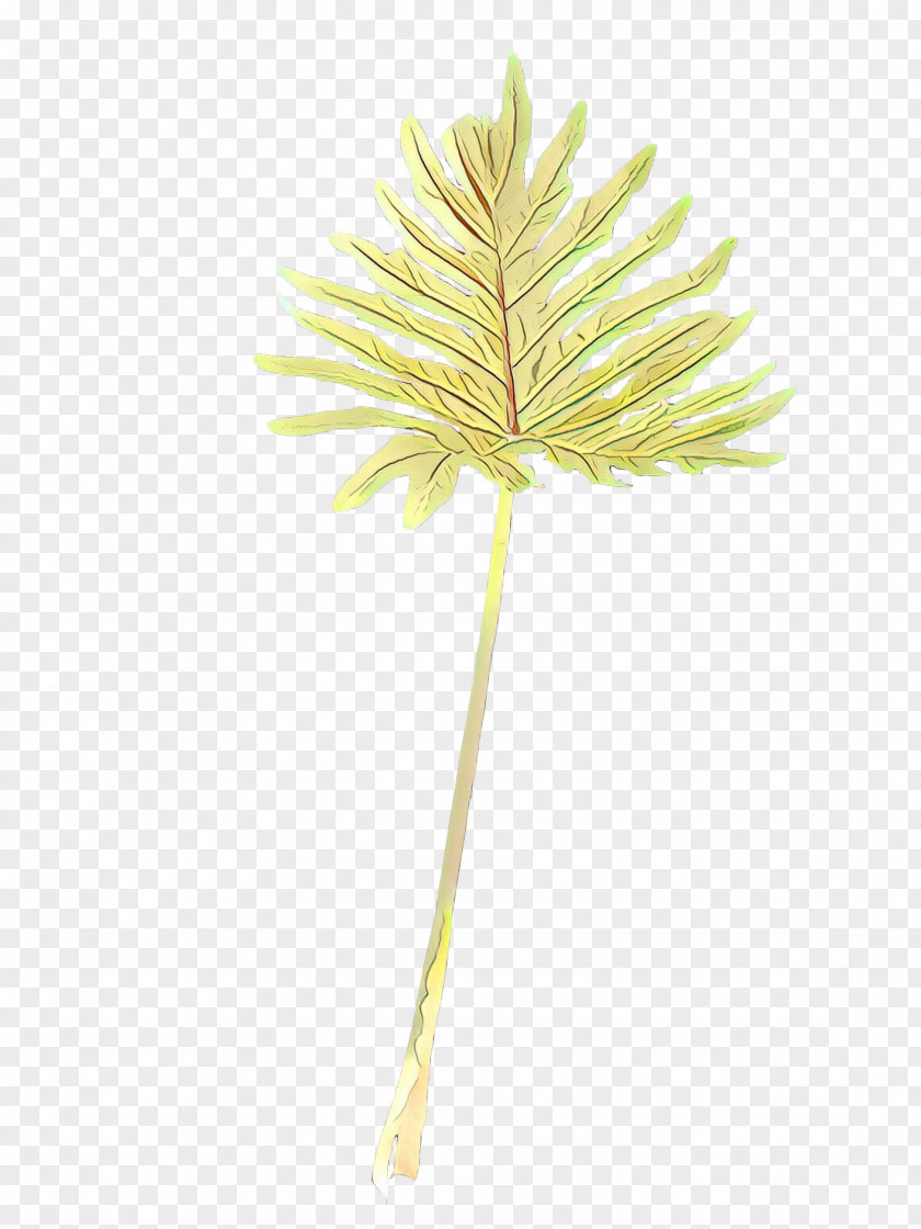 Flower Botany Palm Tree Background PNG