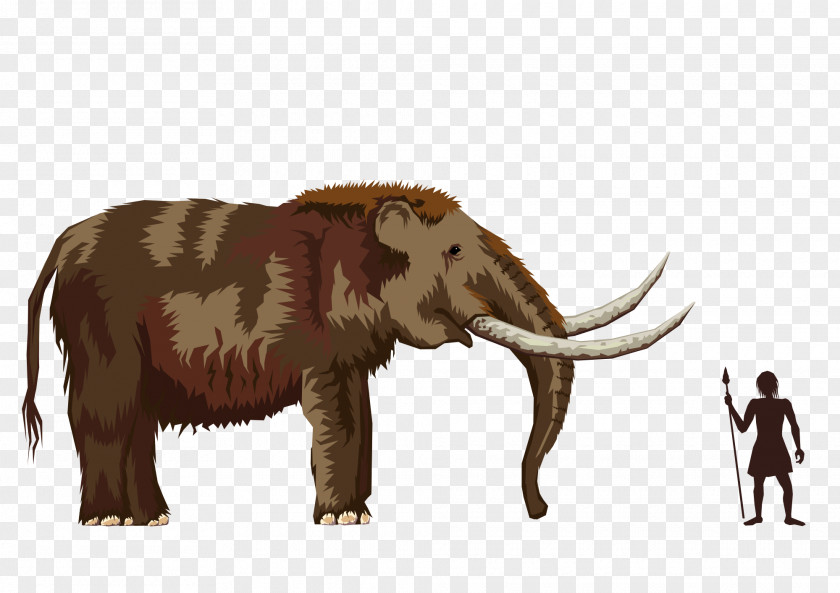 Ice Age African Elephant Mastodon Elephantidae Woolly Mammoth PNG