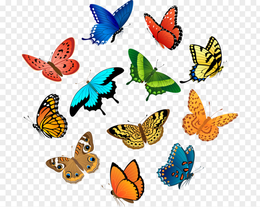 Insect Vector Graphics Royalty-free Stock Illustration Photography PNG