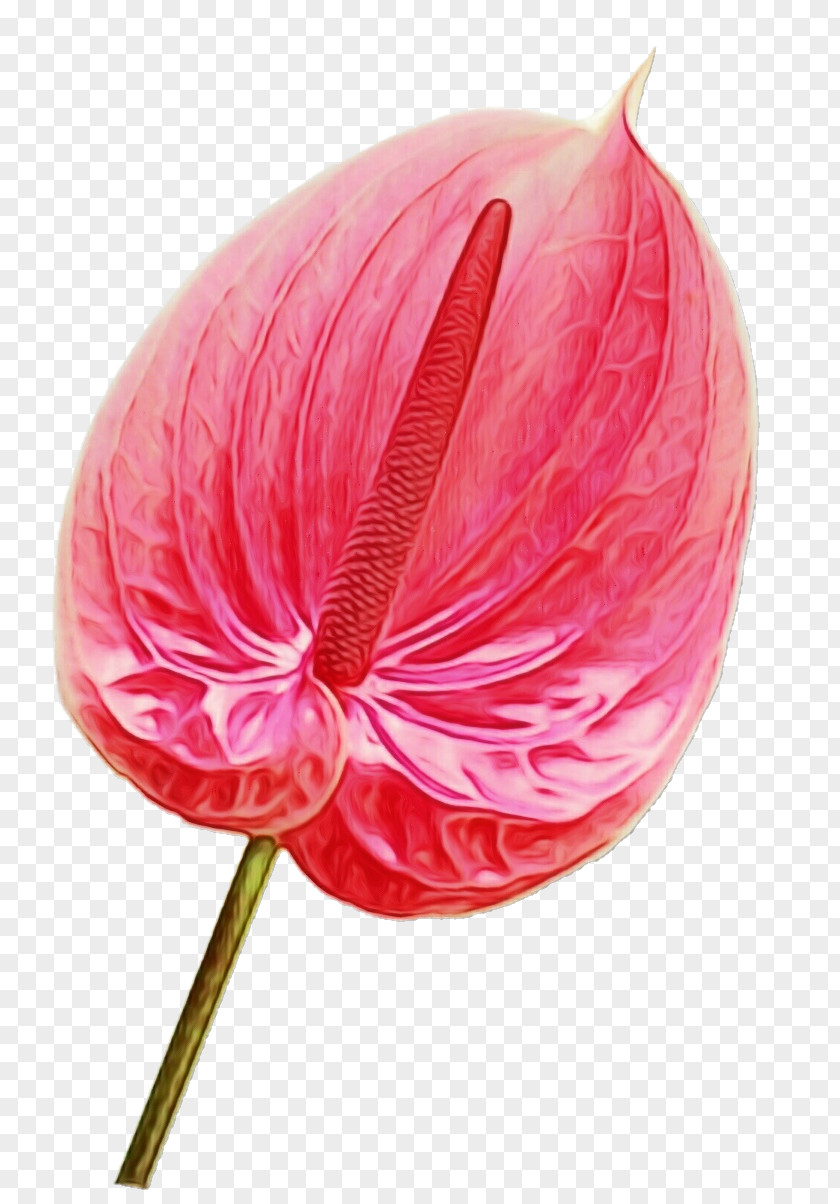 Magenta Petal Pink Flower Cartoon PNG