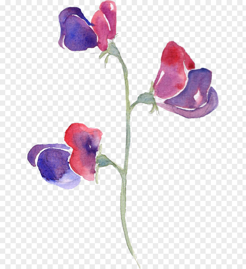 Pea Sweet Watercolor Painting Flowers In PNG