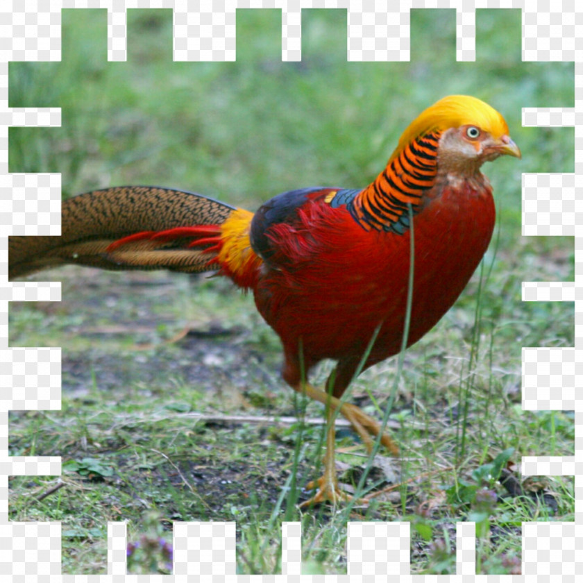 Pheasant Bird Golden Ring-necked Silver PNG
