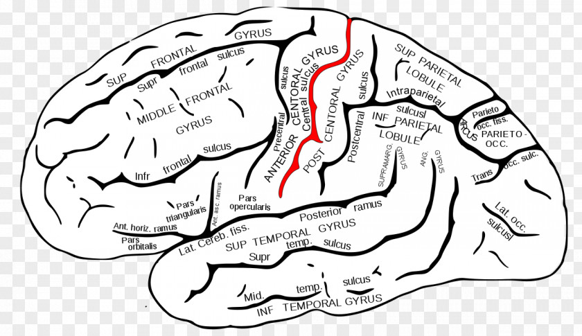 Brain Temporal Lobe Superior Gyrus Sulcus Lobes Of The PNG