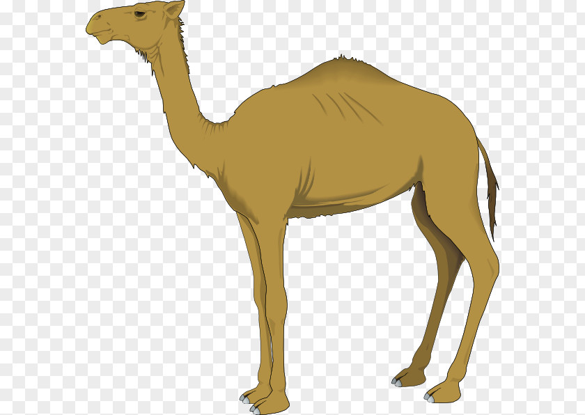 Free Camel Clips Bactrian Dromedary Clip Art PNG