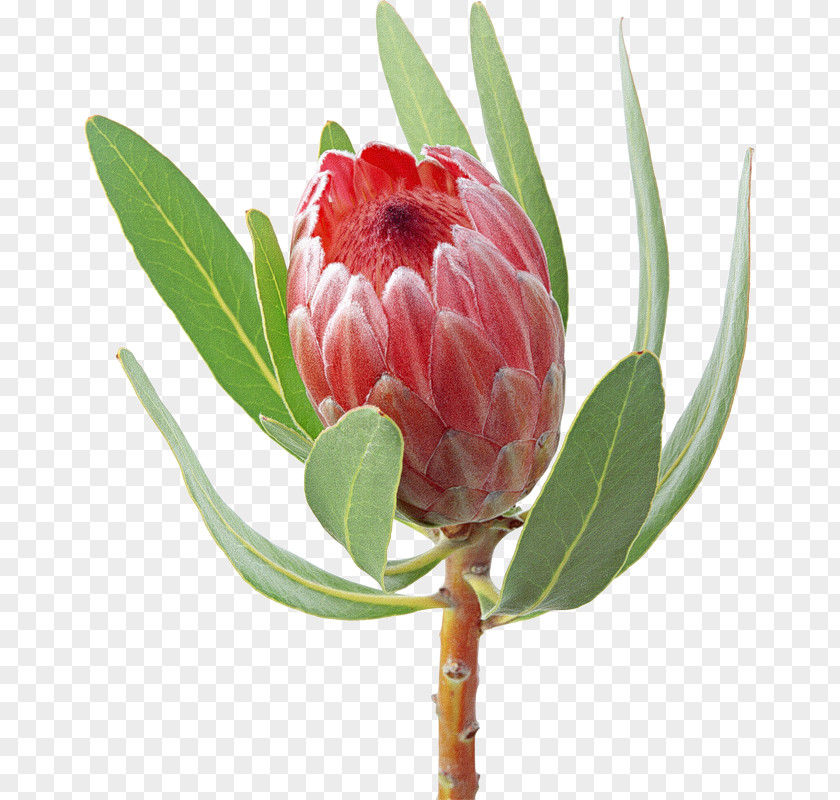 Gerbera Protea Cynaroides Flower Bouquet Clip Art PNG