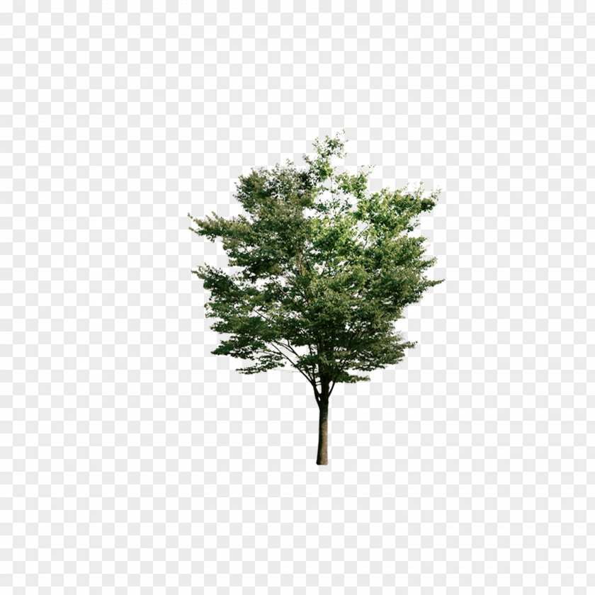 Look Down On The Trees Tree Euclidean Vector Resource PNG
