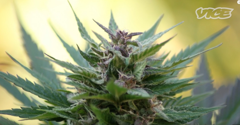 Cannabis Medical Plant Hemp Cultivation PNG