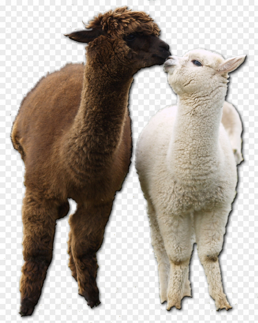 Cat Huacaya Alpaca Llama Guanaco Fiber PNG